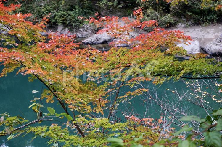 鮮やかなもみじ 秋,赤,緑の写真素材