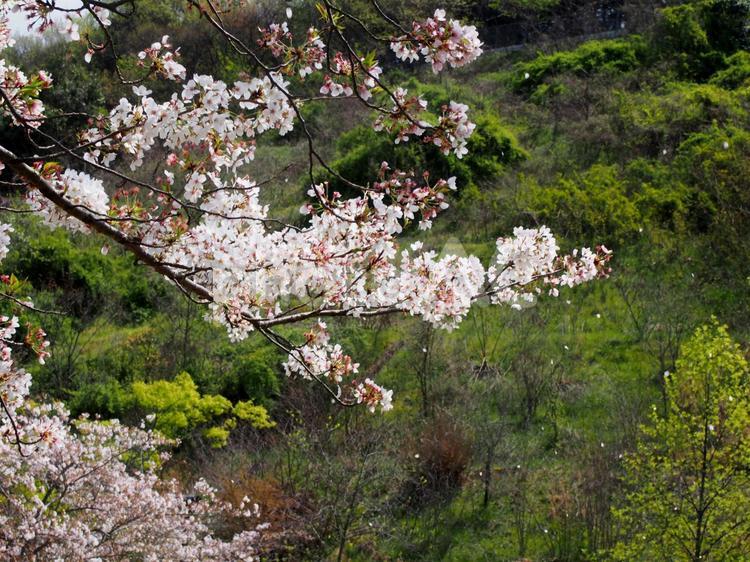 散りゆく桜 桜,サクラ,さくらの写真素材