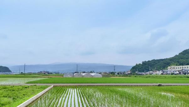 静岡県伊豆の国市南江間あたりの田園風景 静岡県伊豆の国市南江間あたりの田園風景 水田,田圃,田園風景の写真素材
