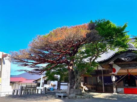 金華山の相生の松と楓 金華山の相生の松と楓 相生の松と楓,黄金山神社,金華山の写真素材