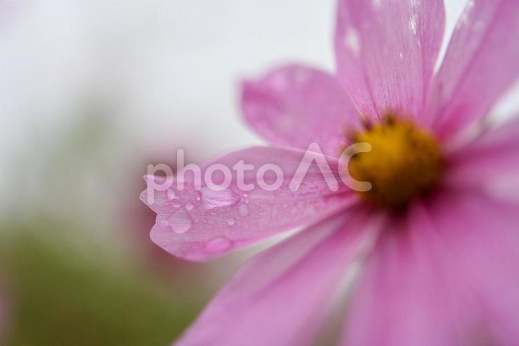 雨に濡れるピンクのコスモス コスモス,秋桜,こすもすの写真素材