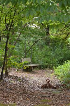 秋の公園 秋,公園,広葉樹の写真素材