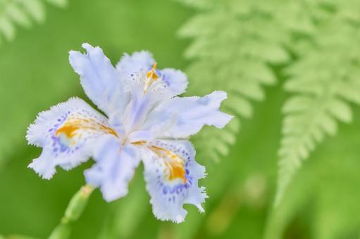 緑色背景の著莪シャガの花のアップ 緑色背景の著莪シャガの花のアップ シャガ,花,アップの写真素材