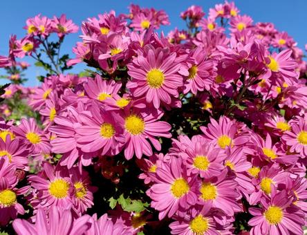 青空とピンクの菊 菊,花,菊の花の写真素材