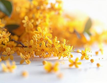 黄色い花の写真