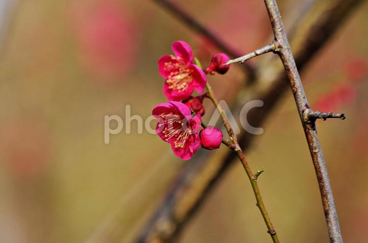 梅の花咲く季節 梅,紅梅,赤い梅の写真素材