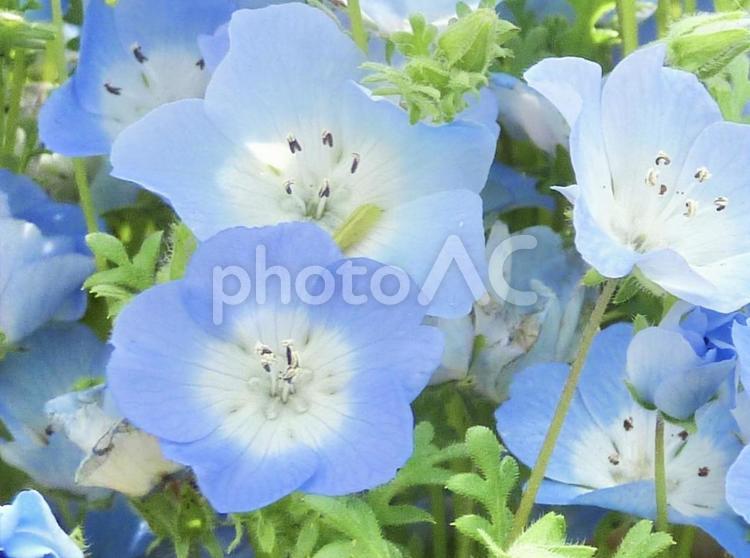 ひたち海浜公園のネモフィラ ネモフィラ,nemophila,ひたち海浜公園の写真素材