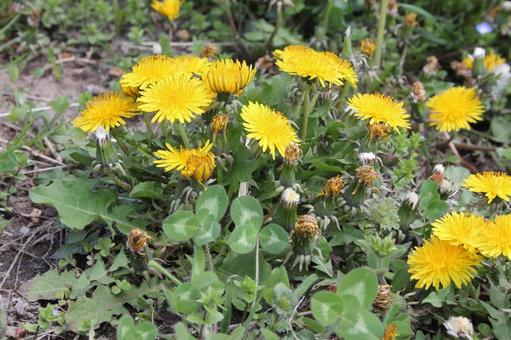 タンポポ・蒲公英　咲く風景 タンポポ,自然風景,暖かいの写真素材