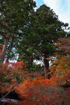 紅葉を見上げる 紅葉,秋,杉の写真素材