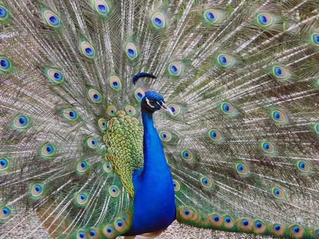 AUS、マレーニーボタニカルガーデン、 クジャク,風景,自然の写真素材