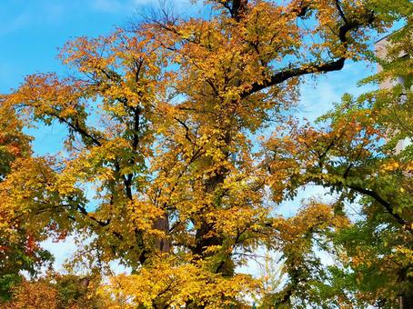 秋の紅葉　黄金色の木の葉と青空 秋,紅葉,青空の写真素材