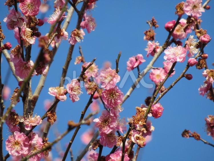 開花し始めた田畑沿いの紅梅 花,紅梅,植物の写真素材