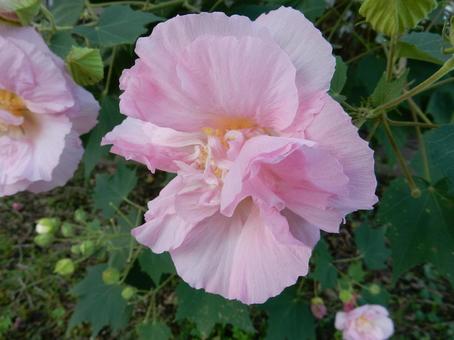 【花の写真】スイフヨウの花の写真