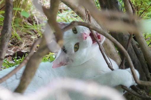 木の枝で遊ぶシロキジ猫 木の枝で遊ぶシロキジ猫の写真