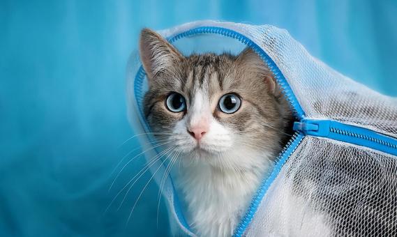 洗濯ネットに入れられた猫3 洗濯ネットに入れられた猫3の写真