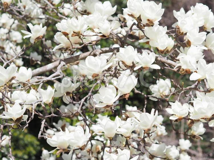 満開の白木蓮の花 ハクモクレン,春,白の写真素材