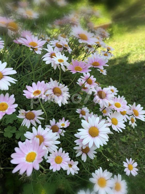 ピンクと白のマーガレット　初夏に咲く花 マーガレット,花,自然の写真素材