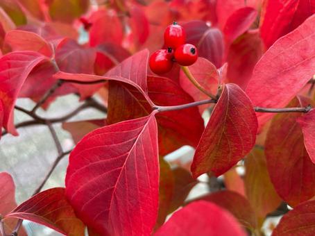 ハナミズキ　秋1の写真