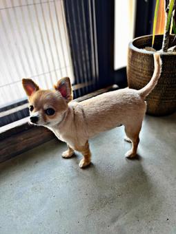 犬 犬 チワワ,犬,ペットの写真素材