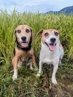 だんだん稲穂が垂れてきたよ 犬,ビーグル,ジャックラッセルテリアの写真素材