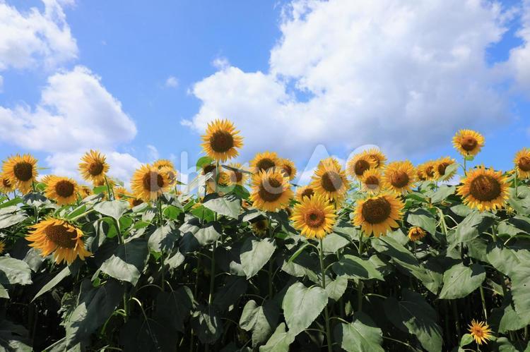 ひまわり畑 向日葵,ひまわり,ヒマワリの写真素材