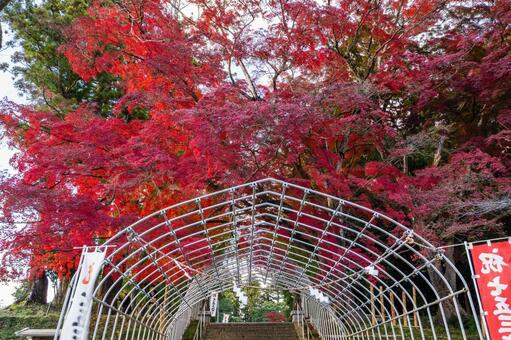 賀茂神社のモミジ⑻ 神社,賀茂神社,晩秋の写真素材