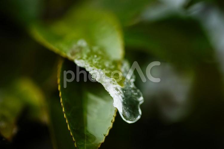 ＜五島の冬景色＞雪の中で凍りついた椿の葉 花,冬,雪の写真素材