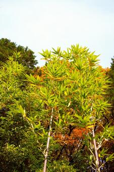 竹やぶの笹の葉　2 野山,里山,グリーンの写真素材