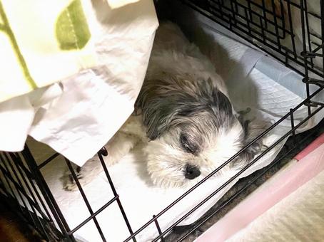 ペットトイレで爆睡されるシーズー犬さん ペットトイレで爆睡されるシーズー犬さんの写真