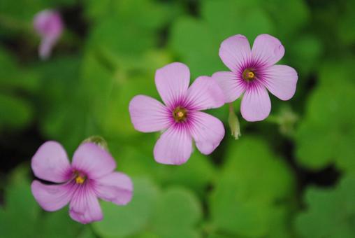 いもカタバミ いもカタバミ いもカタバミ,カタバミ,花の写真素材