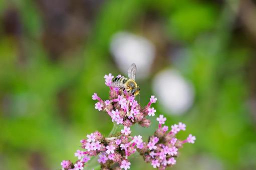 ヤナギハナガサとミツバチ⑵の写真