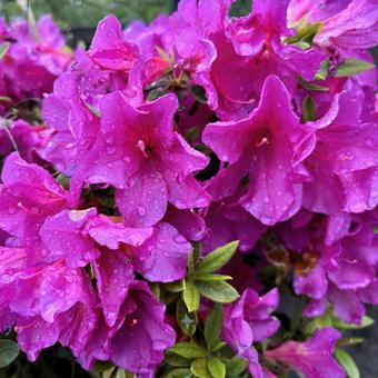 雨上がり、水の雫が映えるサツキツツジの花 サツキツツジ,植物,自然の写真素材
