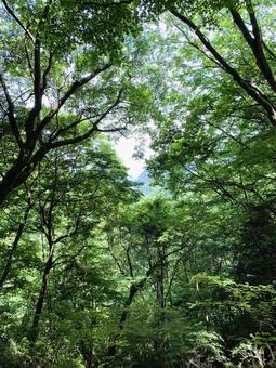 森の木々が広がる新緑の眺望 森林,木々,新緑の写真素材