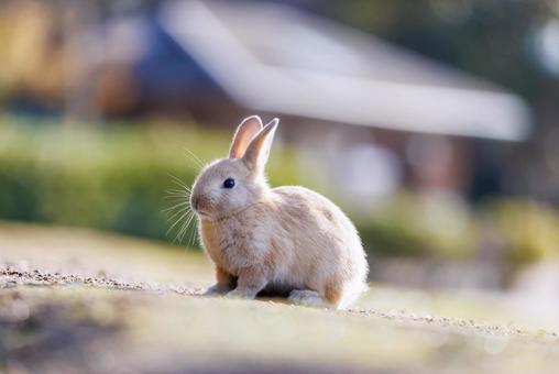 大久野島の兎 大久野島の兎 うさぎ,大久野島,子うさぎの写真素材