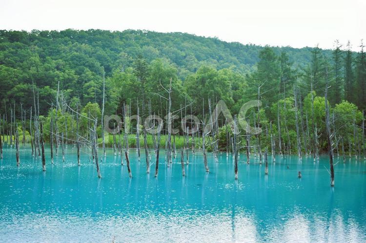 美瑛　白金青い池 美瑛,北海道,自然の写真素材