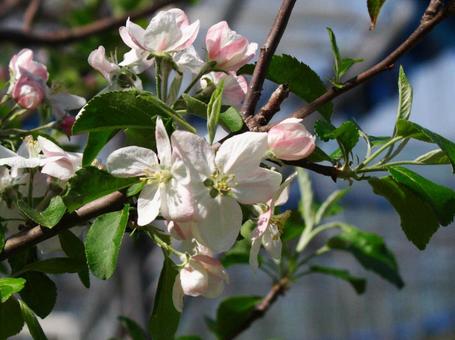 りんごの花(拡大) りんごの花(拡大)の写真