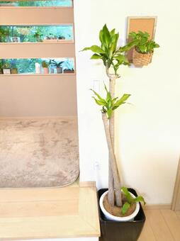 大型観葉植物ドラセナマッサンゲアナ10号 大型観葉植物,ドラセナ,マッサンゲアナの写真素材