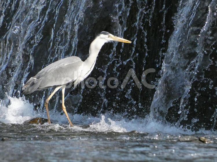 魚を呑み込んだアオサギ 鳥,野鳥,アオサギの写真素材
