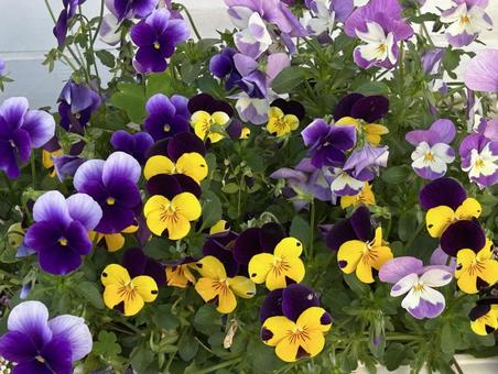 Pansies in the garden, JPG Pansies in the garden, JPG