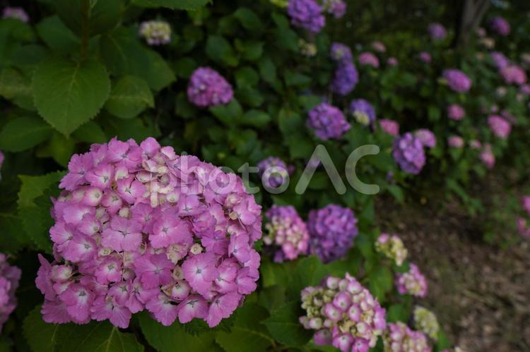 アジサイの花園の魅力 あじさい,アジサイ,紫陽花の写真素材