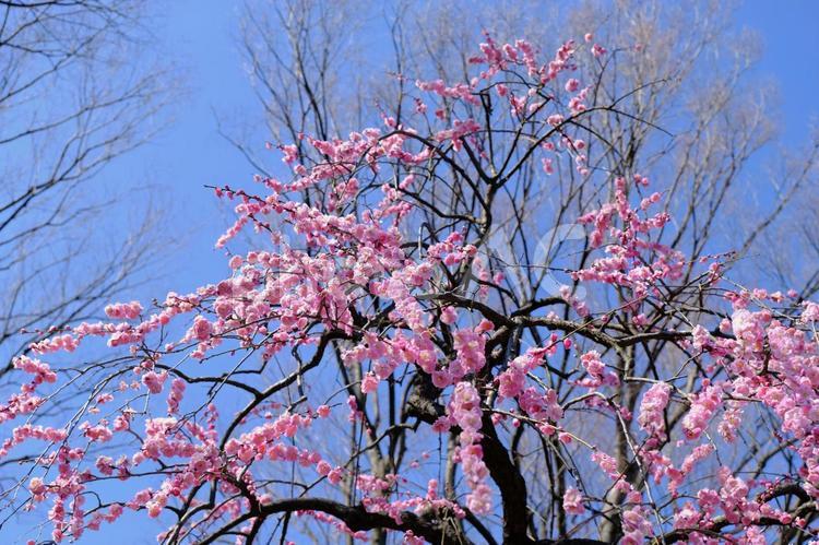 【東京】府中市郷土の森博物館の梅（春） 花,梅,紅梅の写真素材