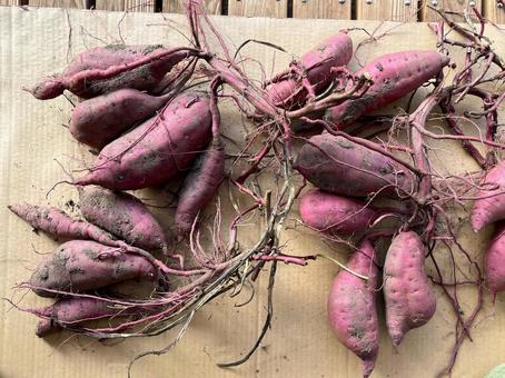 採れたてのサツマイモ 採れたてのサツマイモ サツマイモ,野菜,採れたての写真素材