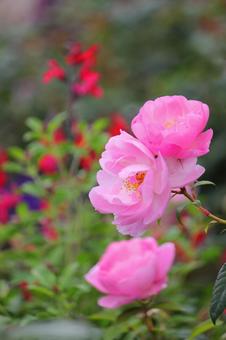 ぼたん ぼたん 牡丹,花,自然の写真素材