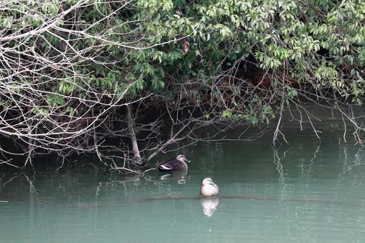 池の木陰で休むカルガモ親子 カルガモ,鳥,野鳥の写真素材