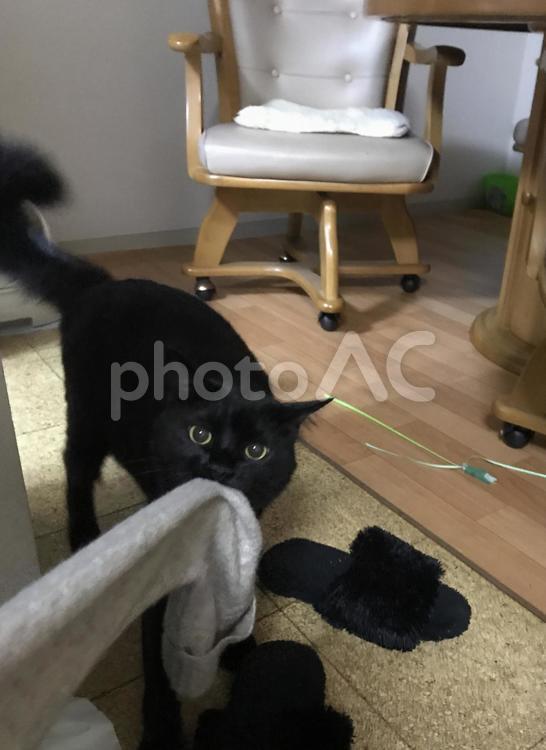 このセーターが欲しい！ 1,まん丸目,イタズラの写真素材