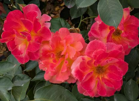 Rose Rose, JPG