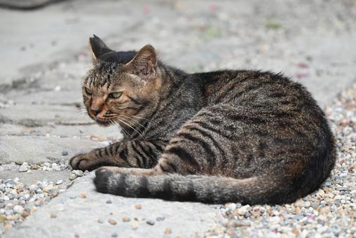 奈良長岳寺の野良ちゃん 奈良長岳寺の野良ちゃんの写真