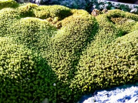 苔 苔の写真