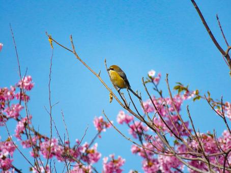 A shrike perched on a tree branch, JPG