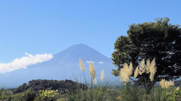 初秋のパンパスグラスと富士山 富士山,初秋,パンパスグラスの写真素材